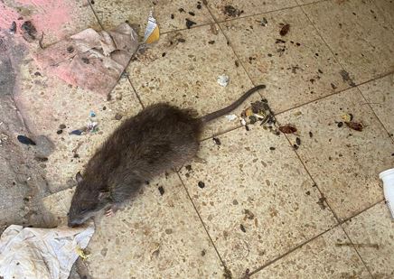 צילום: פורטל ייעוץ ותכנון אקולוגי