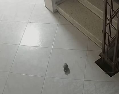 צילום: דוברות המשטרה