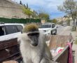 עוד קוף נטוש: גונון ירוק נמצא כבול בשרשרת לפח אשפה בסילוואן